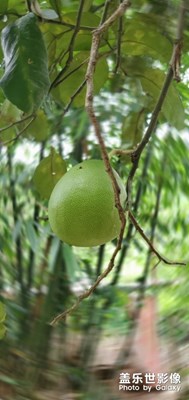 父親節(jié)陪父母親踏青