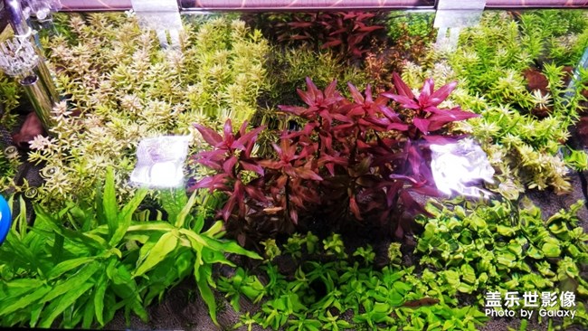 最近喜歡上了小魚