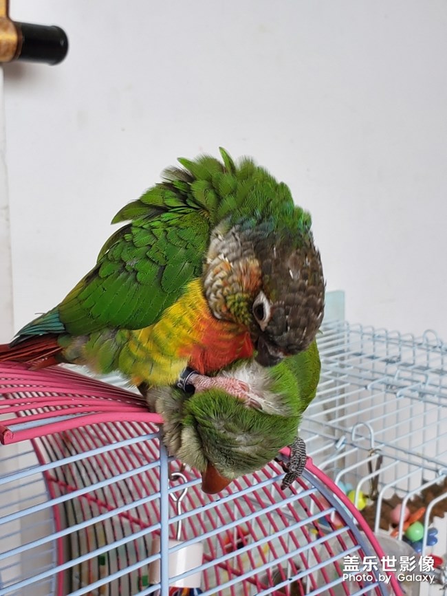 乖乖欺負(fù)貝貝