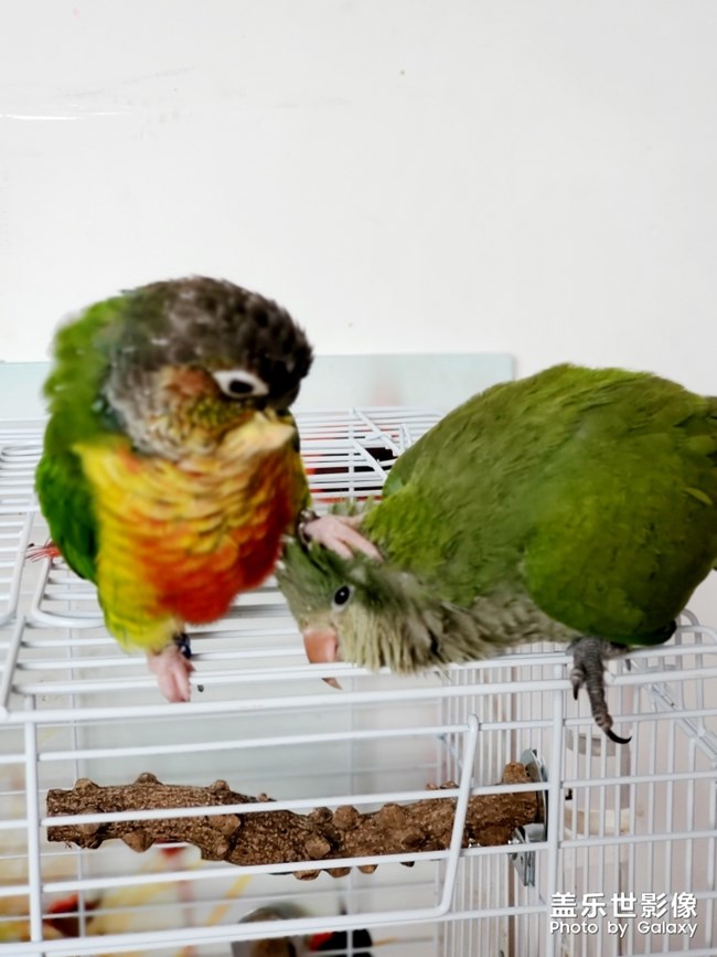 乖乖欺負(fù)貝貝