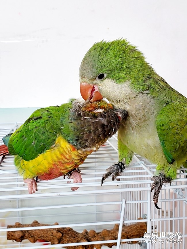 乖乖欺負(fù)貝貝