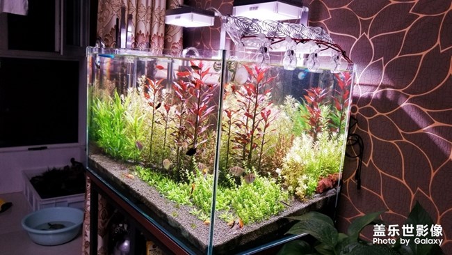 最近喜歡上了小魚