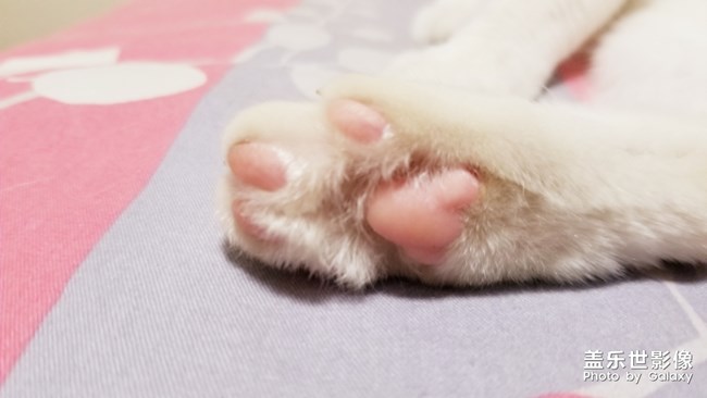 粉嫩的小爪子