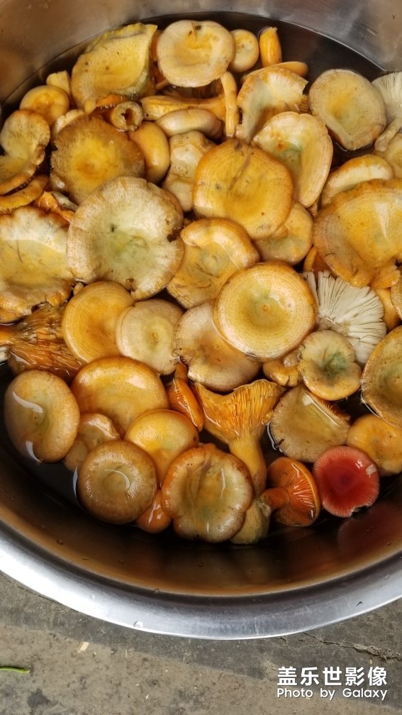 野生美味松菇。。。。。。。。。。