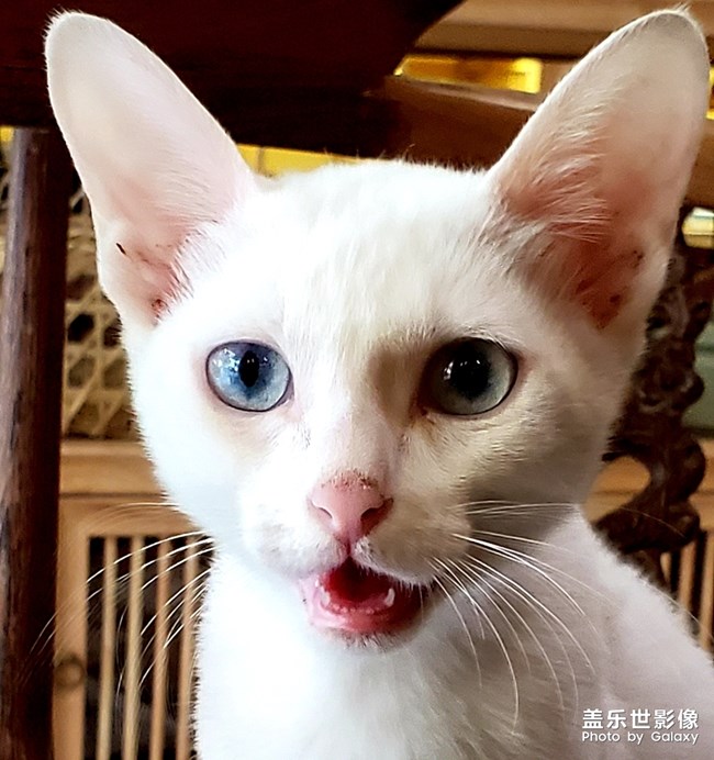 【寵物美照】不配合的白貓