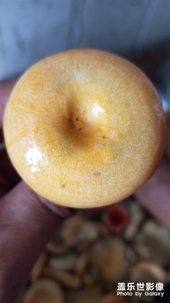 野生美味松菇。。。。。。。。。。