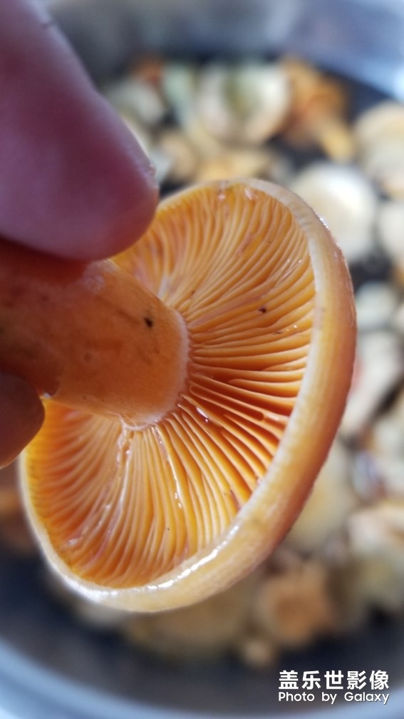 野生美味松菇。。。。。。。。。。