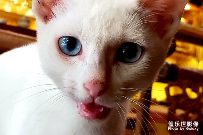 【寵物美照】不配合的白貓