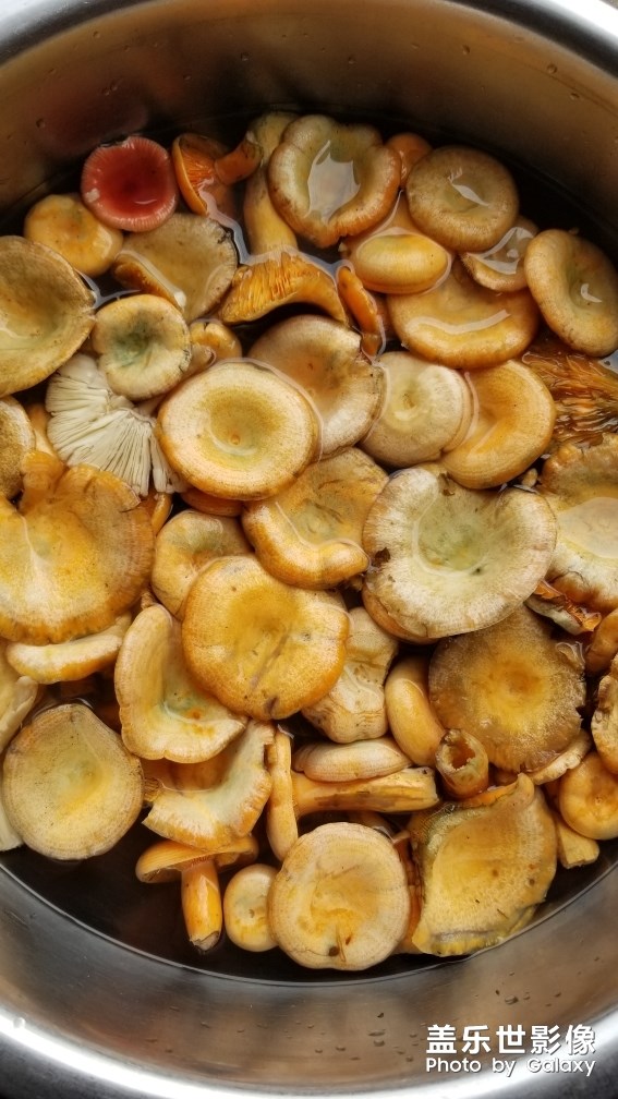 野生美味松菇。。。。。。。。。。