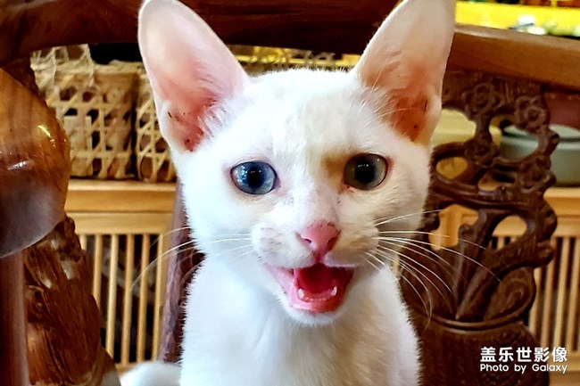 【寵物美照】不配合的白貓