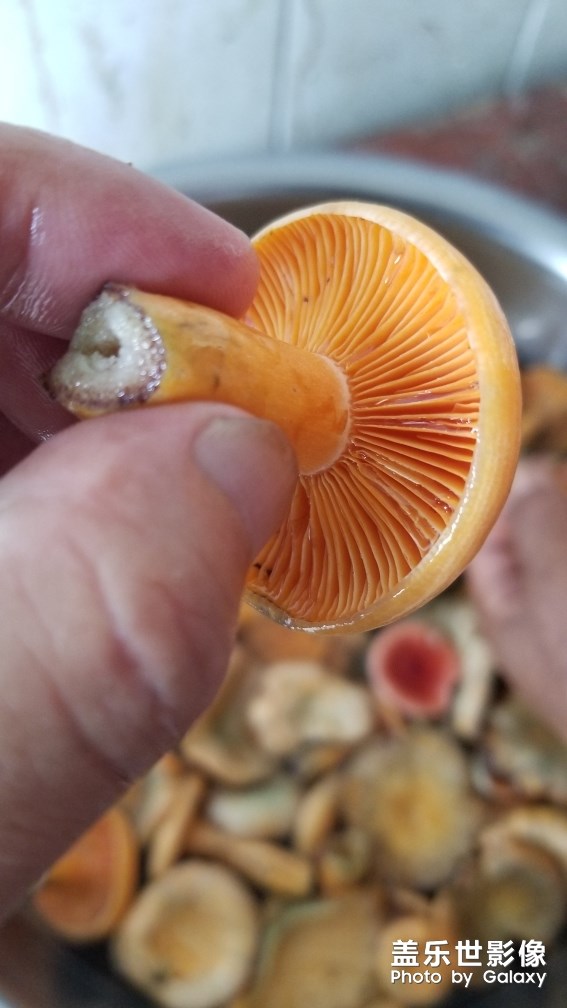 野生美味松菇。。。。。。。。。。