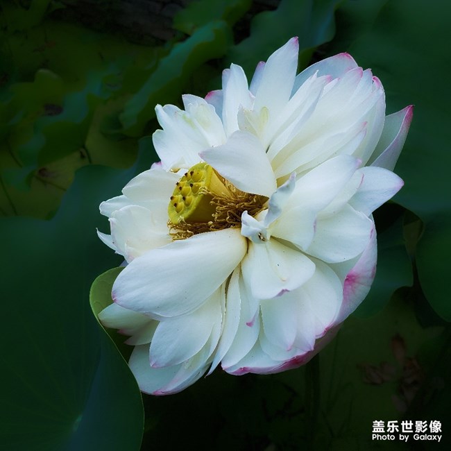 【每周精帖匯155】蓋樂世社區(qū)已經(jīng)4周歲啦！