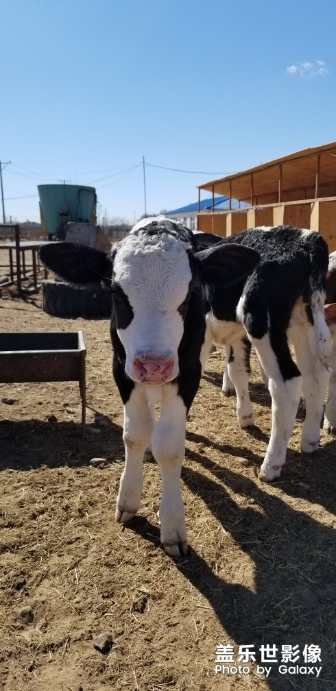 那個(gè)，也是萌寵吧