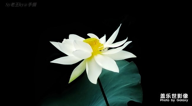 【每周精帖匯155】蓋樂世社區(qū)已經(jīng)4周歲啦！