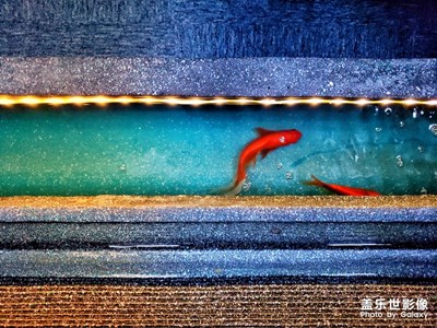 【家有萌寵】+小金魚