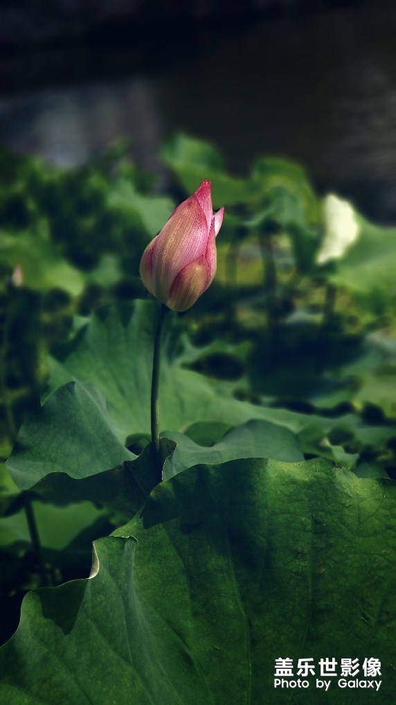 【每周精帖匯158-159】三星Galaxy A80的正式首銷