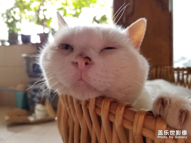 貓貓貓，困困困。。。