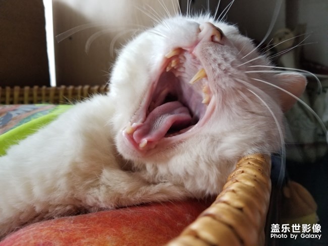 貓貓貓，困困困。。。