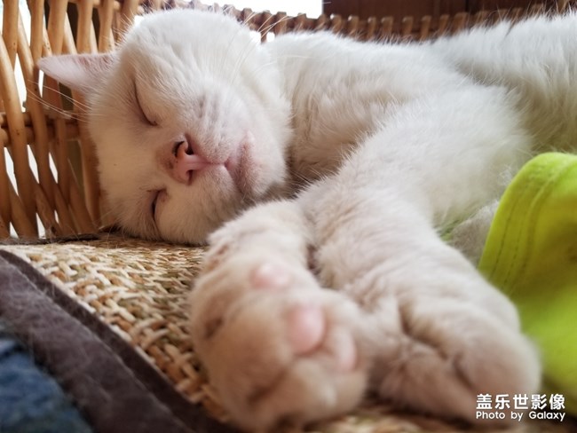 貓貓貓，困困困。。。