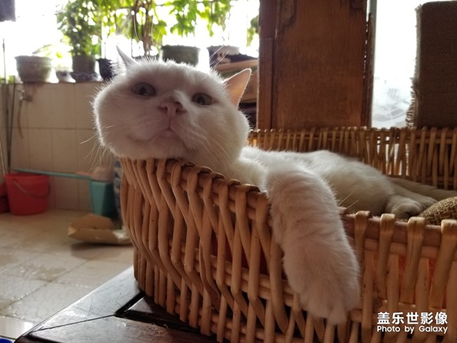 貓貓貓，困困困。。。