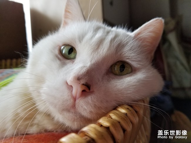 貓貓貓，困困困。。。