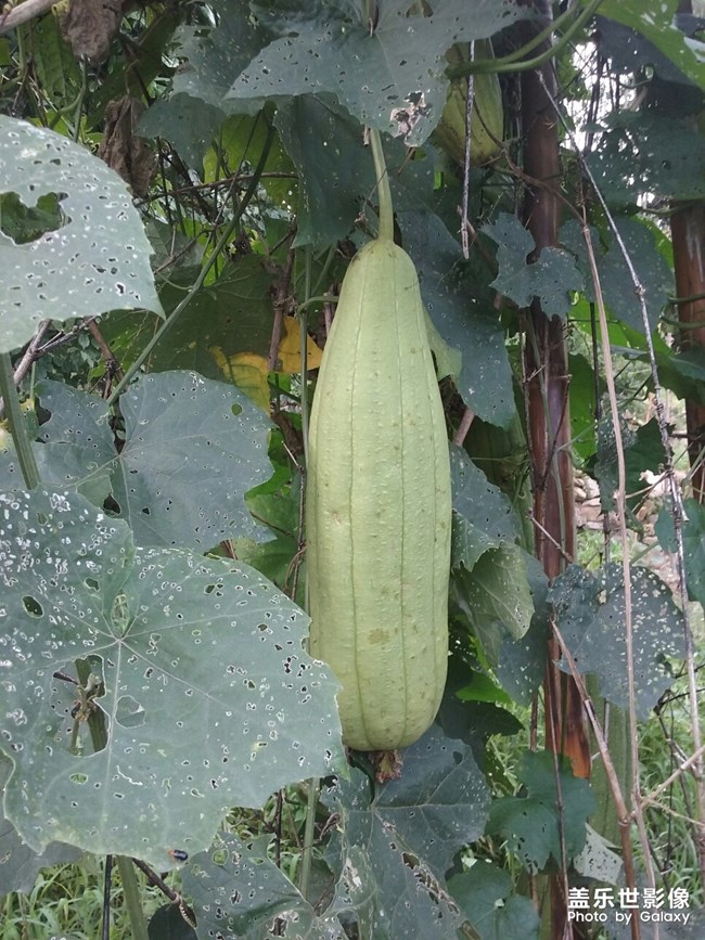 瓜田李下什么意思？