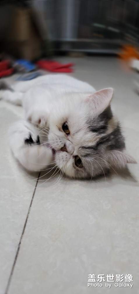 小貓咪