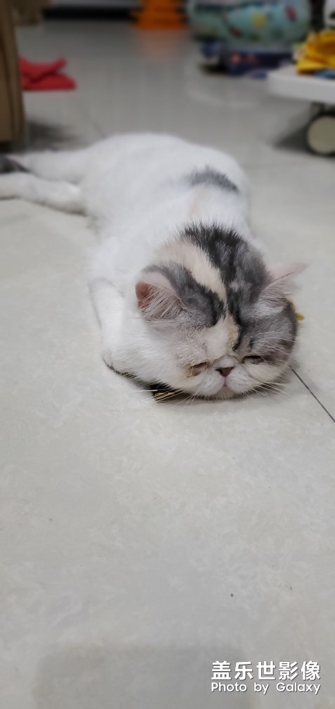 小貓咪