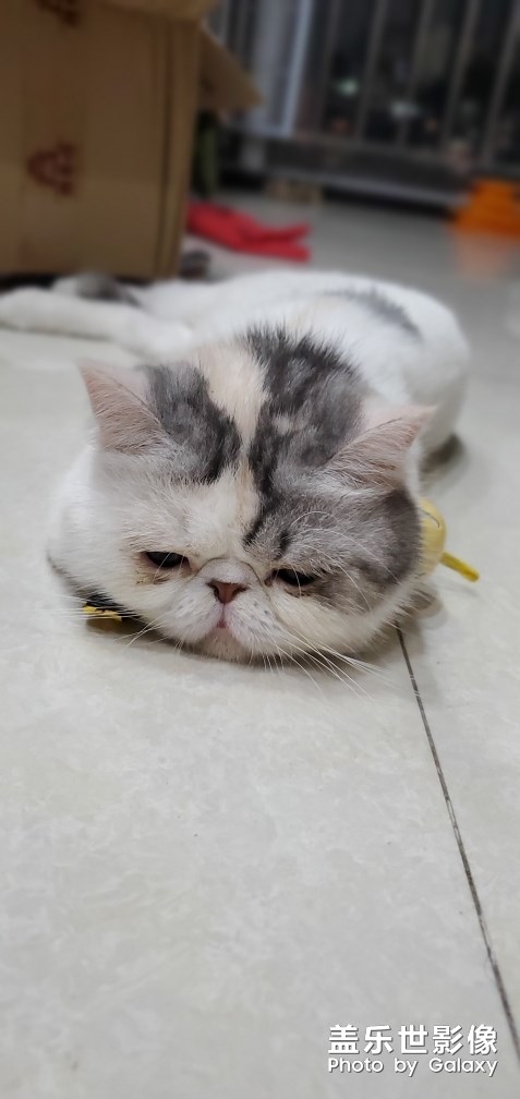 小貓咪