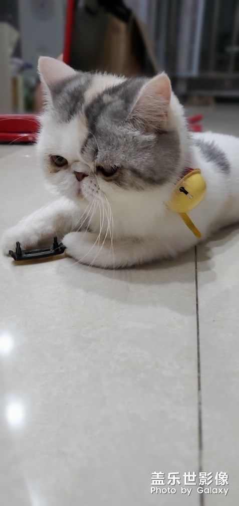 小貓咪