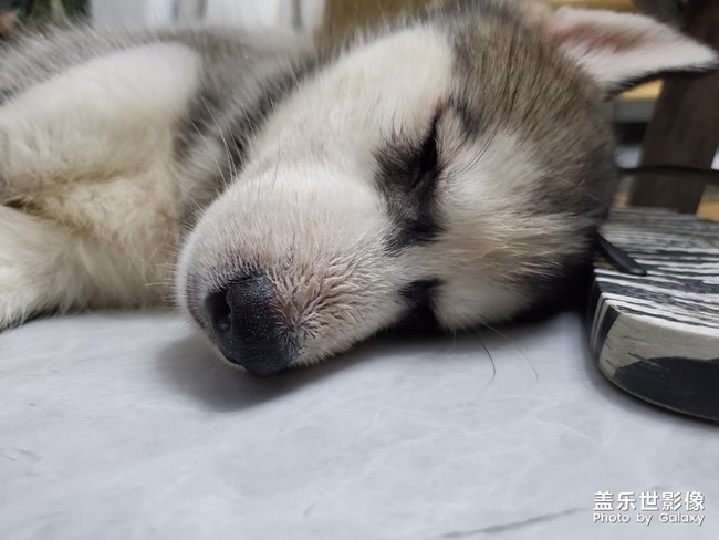 【家有萌寵】我家的小二哈