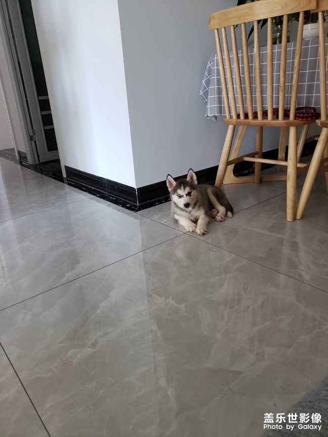 【家有萌寵】我家的小二哈