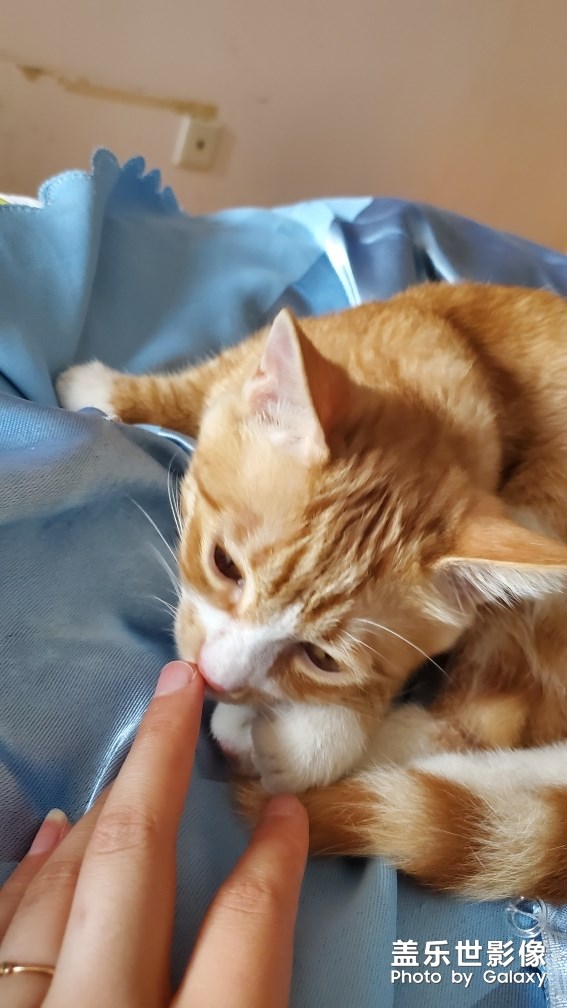 【家有萌寵】 ＆ 家有猛寵