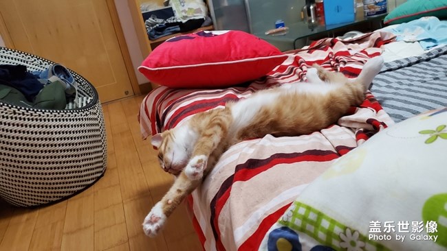 【家有萌寵】 ＆ 家有猛寵