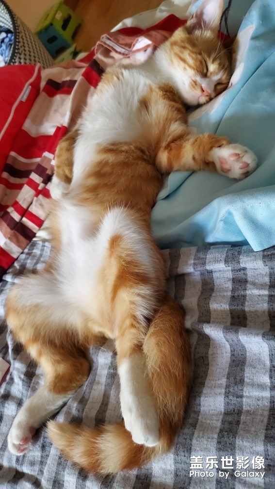 【家有萌寵】 ＆ 家有猛寵