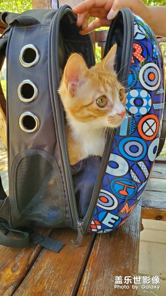 【家有萌寵】 ＆ 家有猛寵