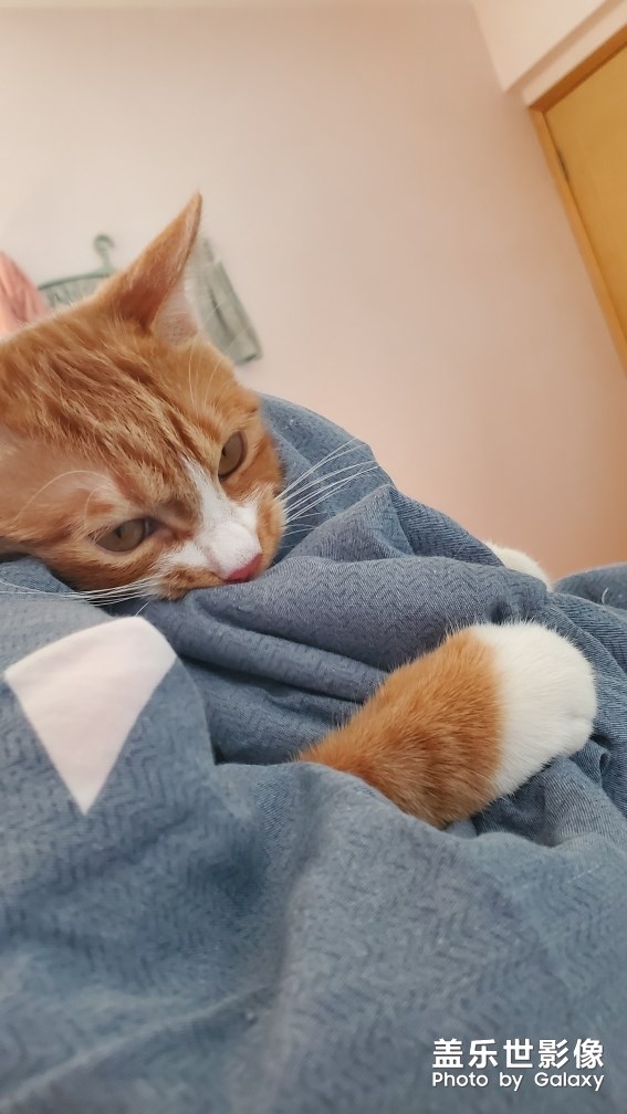 【家有萌寵】 ＆ 家有猛寵