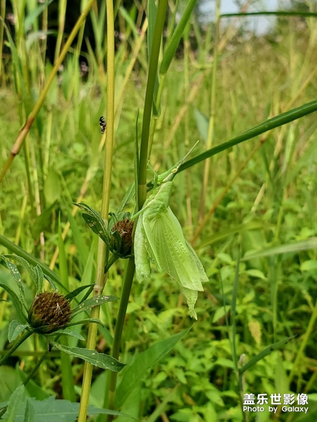 田間有蟲是美味