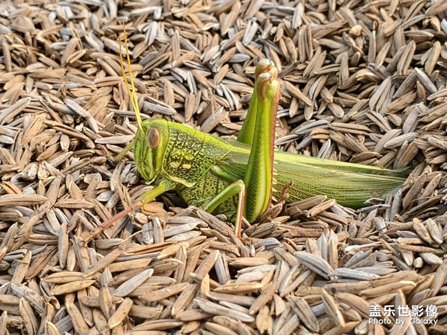 田間有蟲是美味