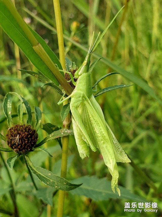 田間有蟲是美味