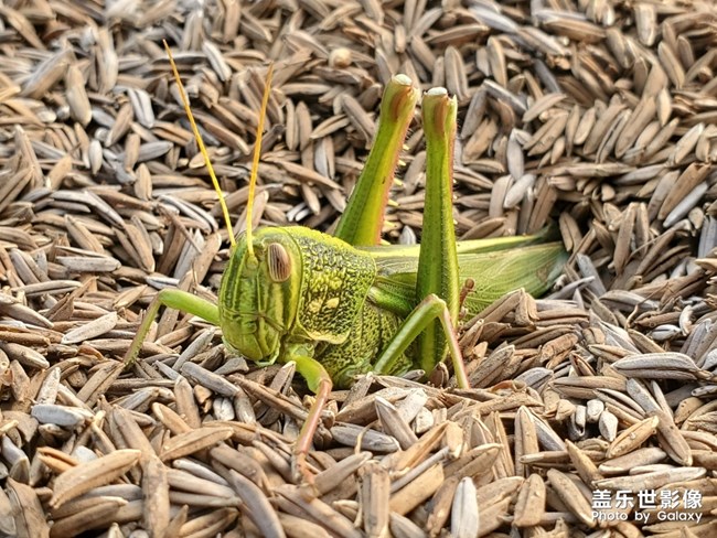 田間有蟲是美味