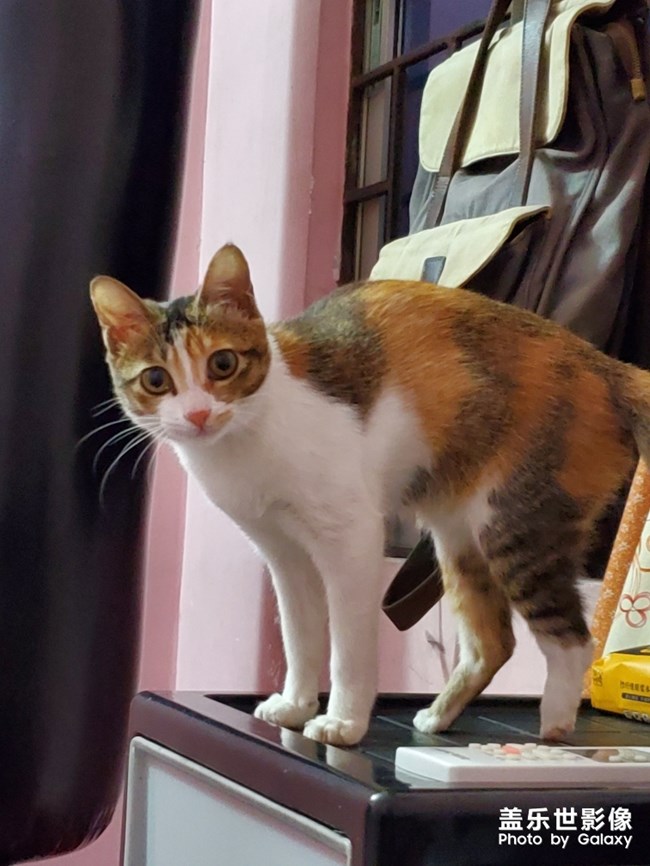 S10的微距拍照效果