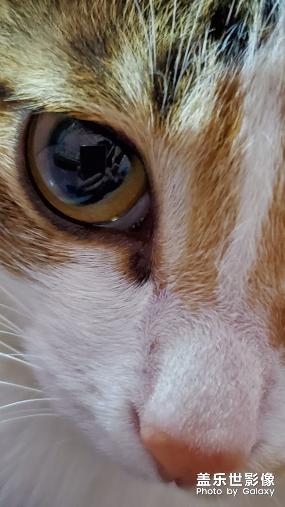 S10的微距拍照效果