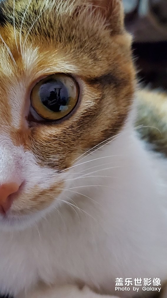 S10的微距拍照效果