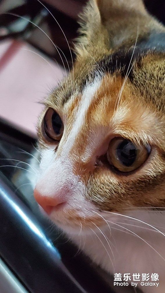 S10的微距拍照效果