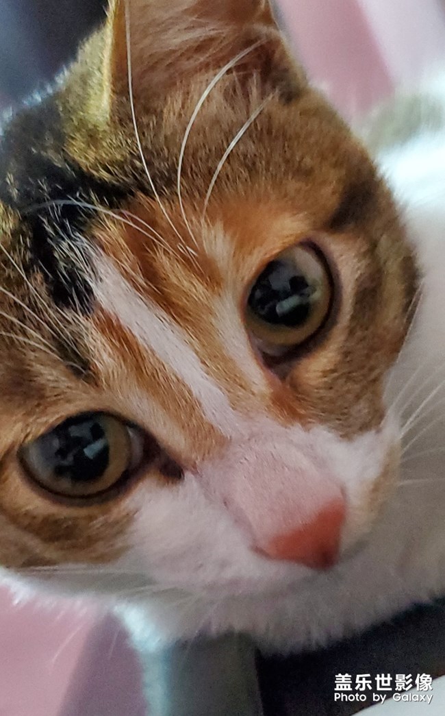 S10的微距拍照效果