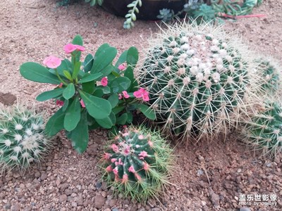 【歡度十一】＋花博會(huì)