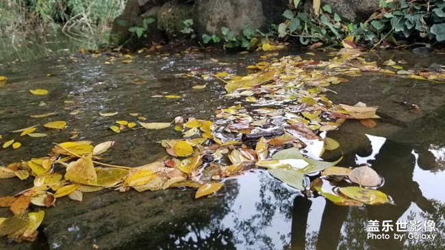 天平山紅楓之旅
