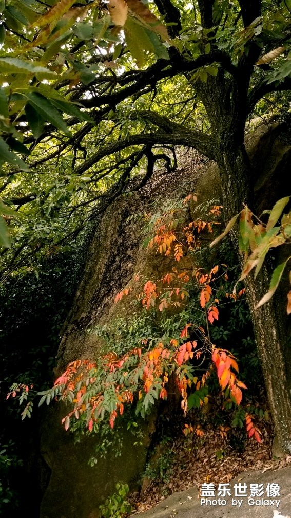 天平山紅楓之旅
