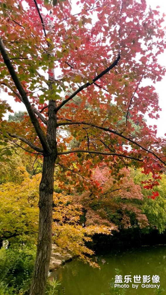 天平山紅楓之旅